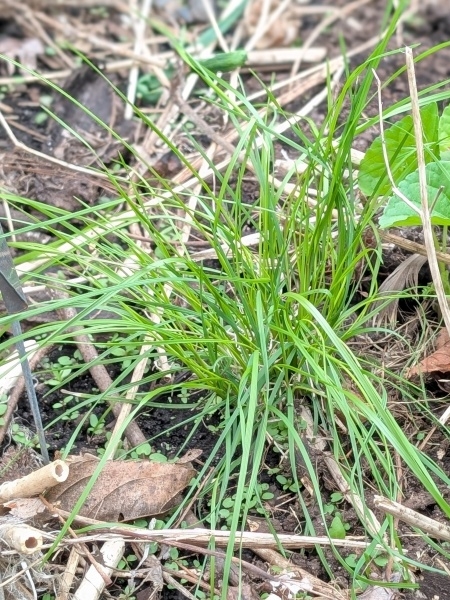 Image of Deschampsia cespitosa