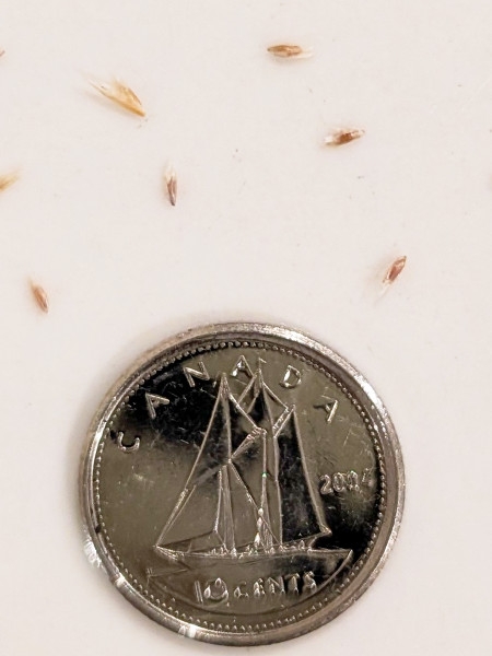 Image of Deschampsia cespitosa