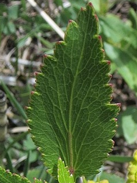 Image of Zizia aptera