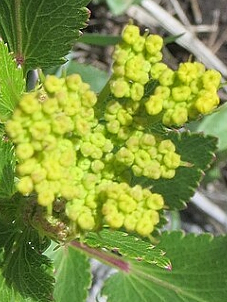 Image of Zizia aptera
