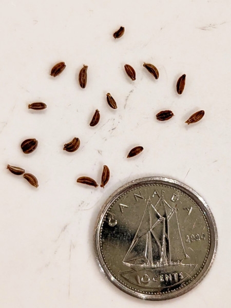 Image of Zizia aptera