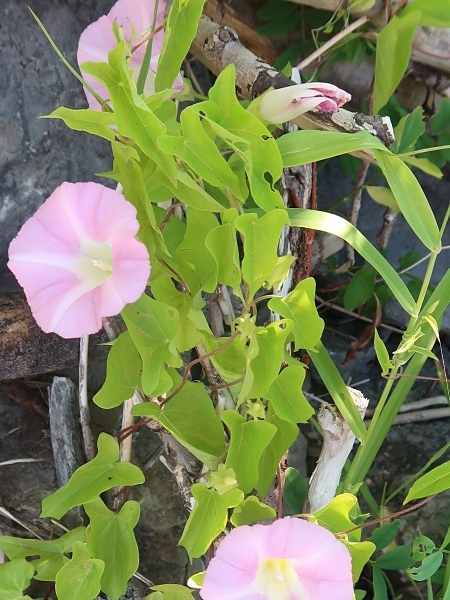 Image of Calystegia sepium