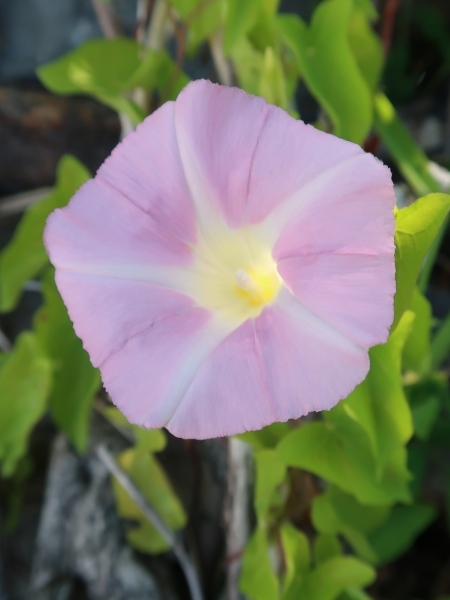 Image of Calystegia sepium
