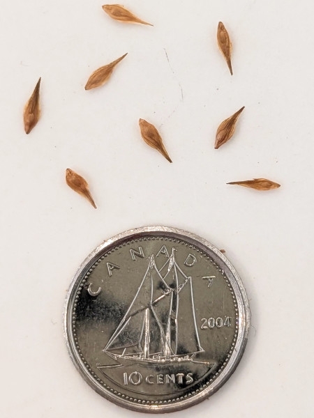 Image of Carex scoparia