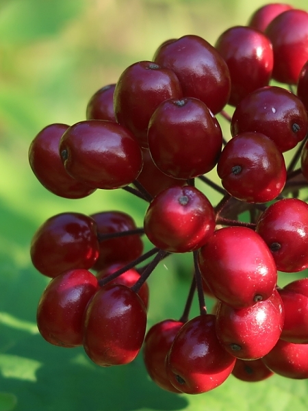 Image of Actaea rubra