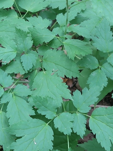 Image of Actaea rubra