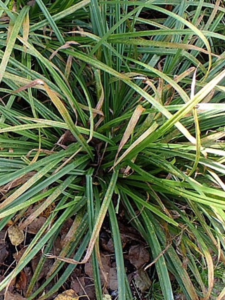 Image of Carex gracillima