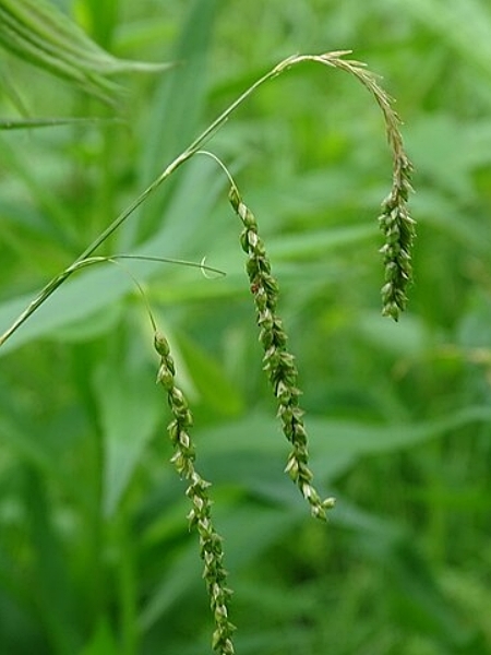 Image of Carex gracillima