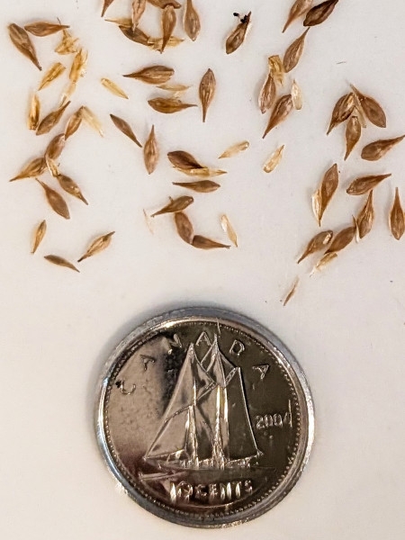 Image of Carex projecta