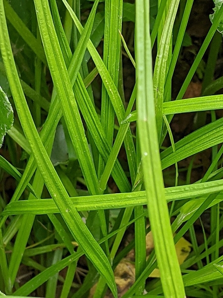 Image of Carex projecta
