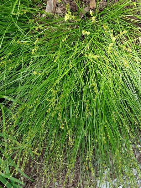 Image of Carex radiata
