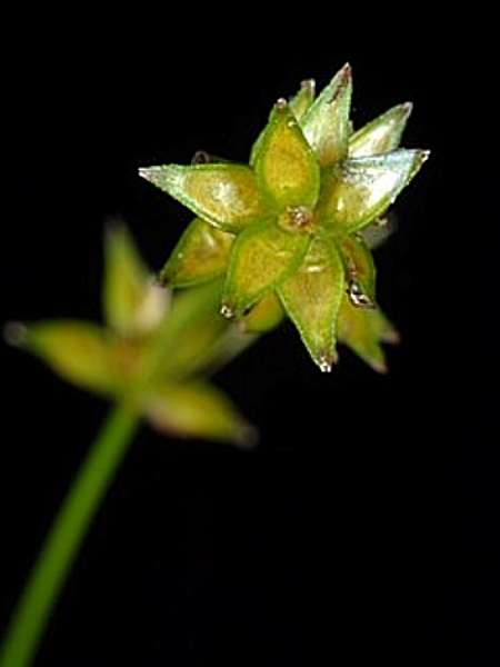Image of Carex radiata