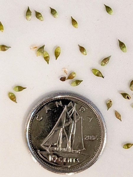 Image of Carex radiata