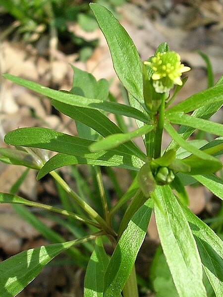 Image of Ranunculus abortivus