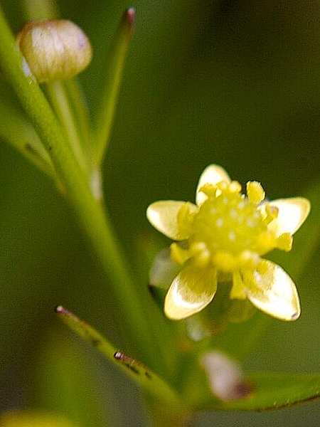 Image of Ranunculus abortivus