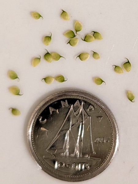 Image of Ranunculus abortivus