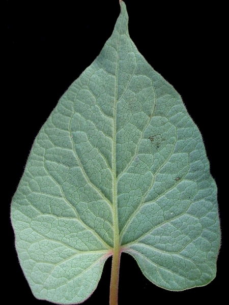 Image of Fallopia cilinodis