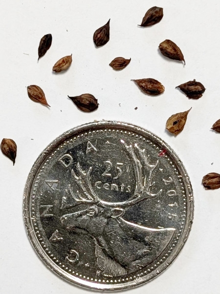 Image of Fallopia cilinodis