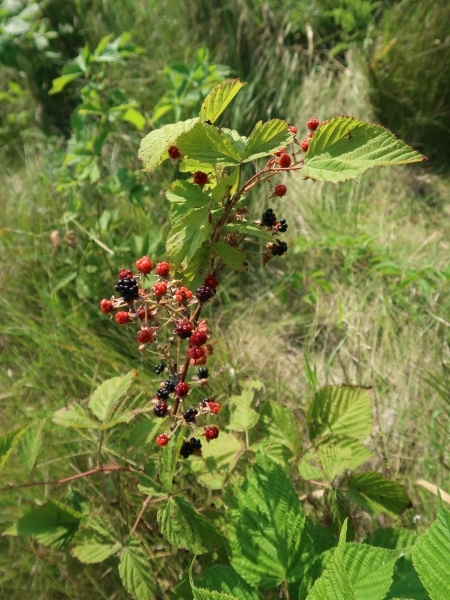 Image of Rubus allegheniensis