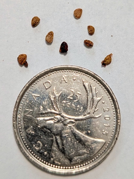 Image of Rubus allegheniensis