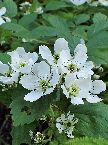 Image of Rubus allegheniensis