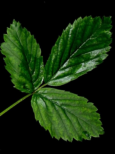 Image of Rubus allegheniensis