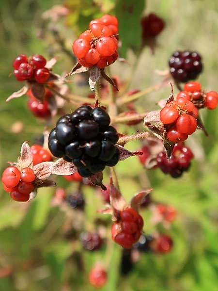 Image of Rubus allegheniensis