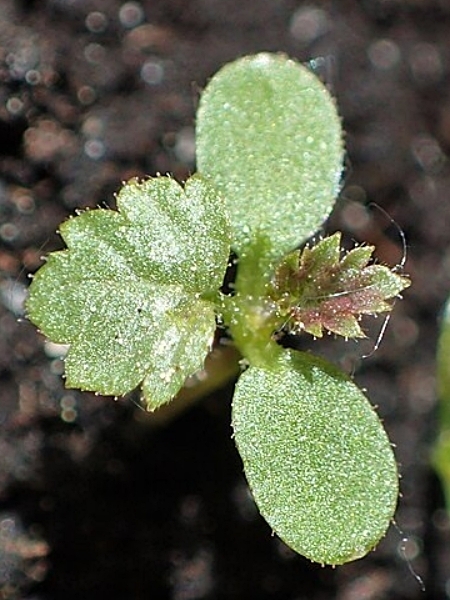 Image of Rubus idaeus var. strigosus