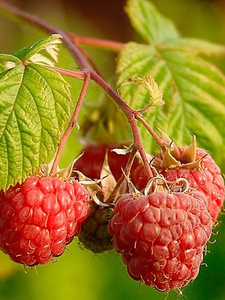 Image of Rubus idaeus var. strigosus