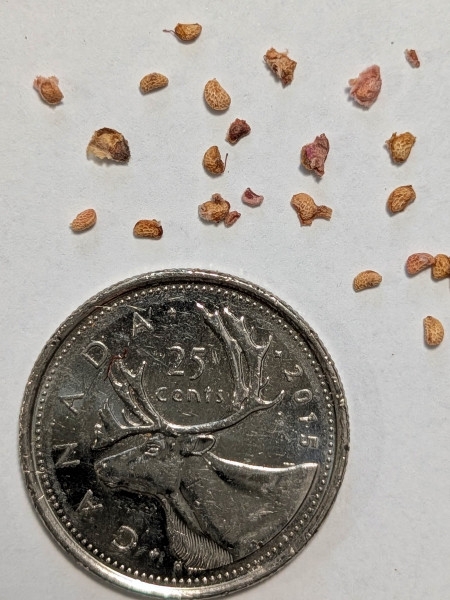 Image of Rubus idaeus var. strigosus