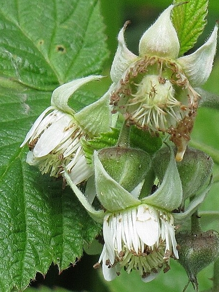 Image of Rubus idaeus var. strigosus