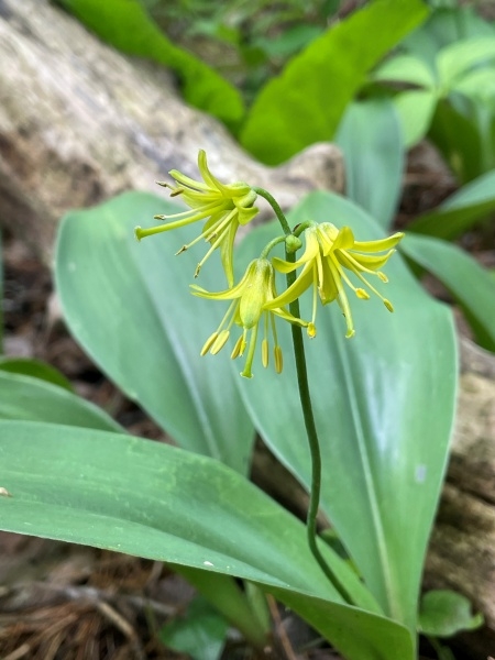 Image of Clintonia borealis