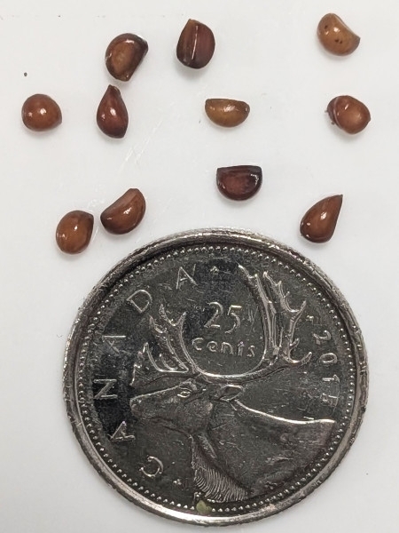 Image of Clintonia borealis