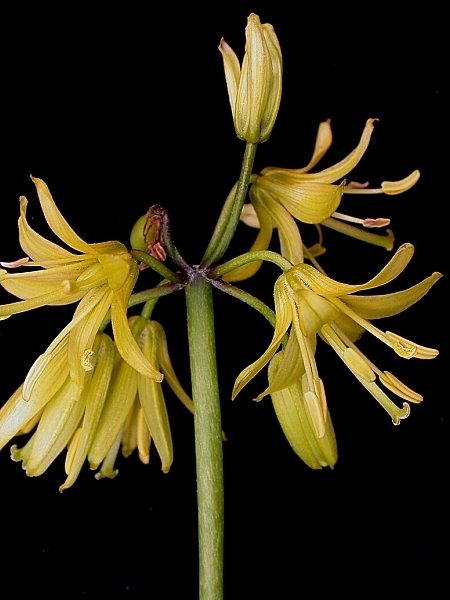 Image of Clintonia borealis
