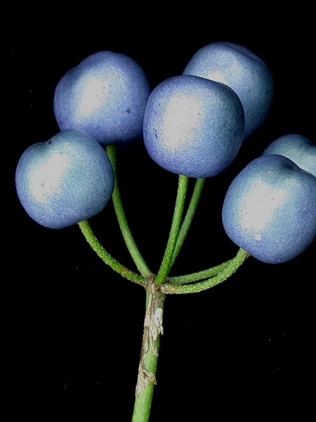 Image of Clintonia borealis