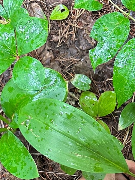Image of Clintonia borealis