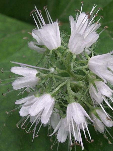 Image of Hydrophyllum virginianum