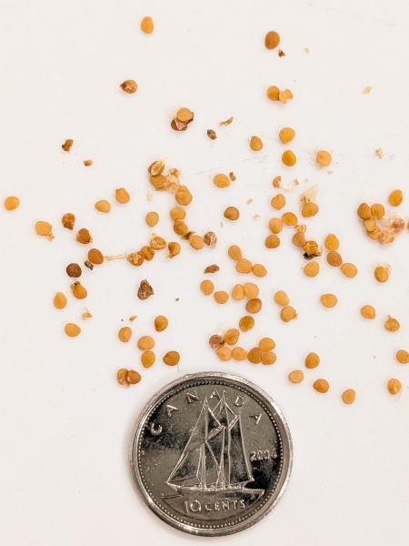 Image of Physalis heterophylla