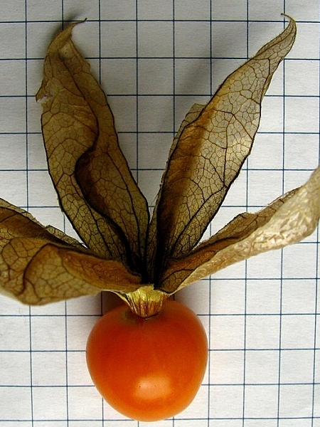 Image of Physalis heterophylla