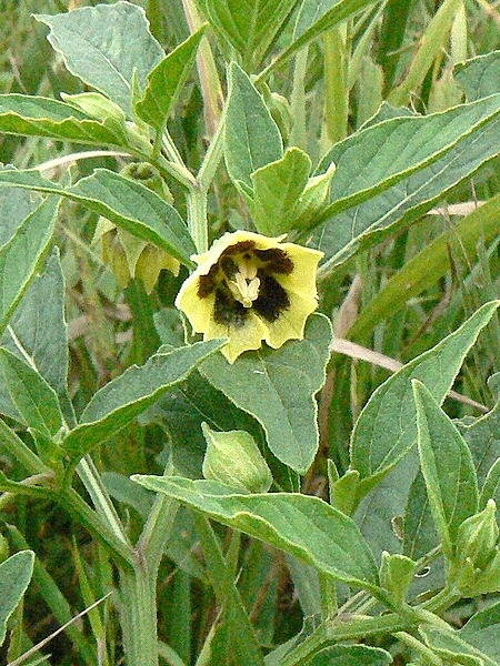 Image of Physalis heterophylla