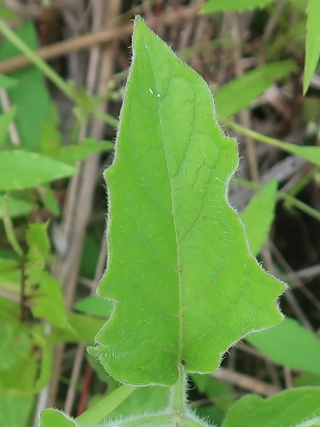 Image of Physalis heterophylla