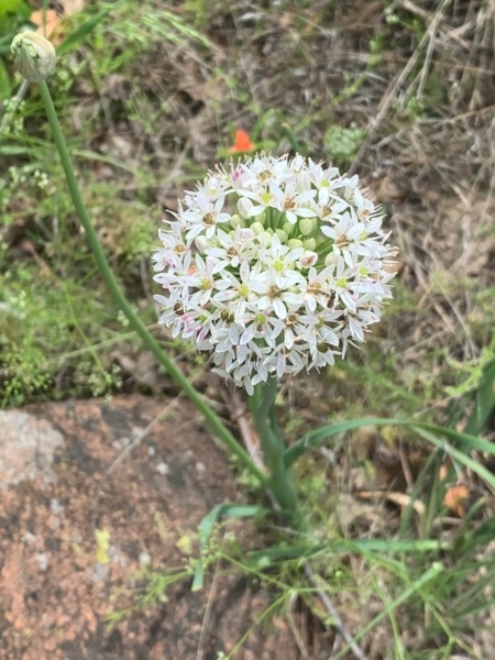Image of Allium canadense