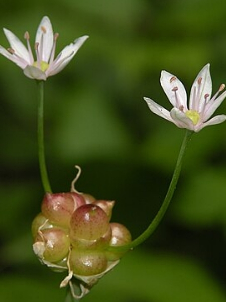 Image of Allium canadense