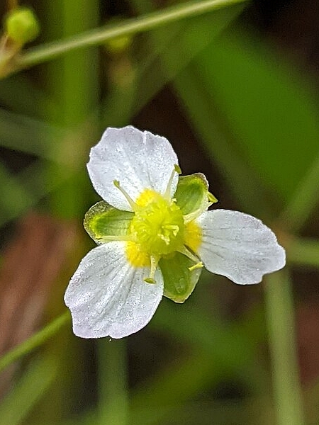 Image of Alisma triviale