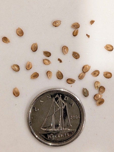 Image of Alisma triviale