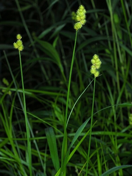 Image of Carex cristatella