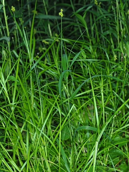 Image of Carex cristatella