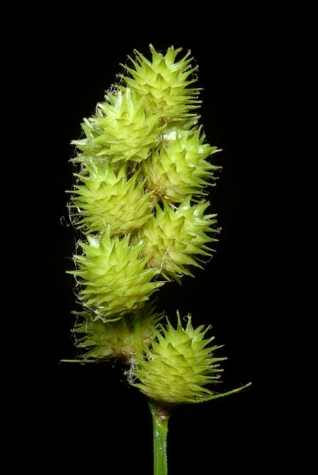 Image of Carex cristatella