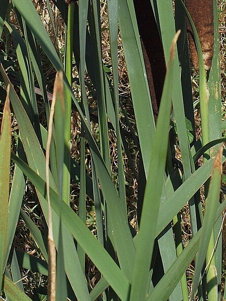 Image of Typha latifolia