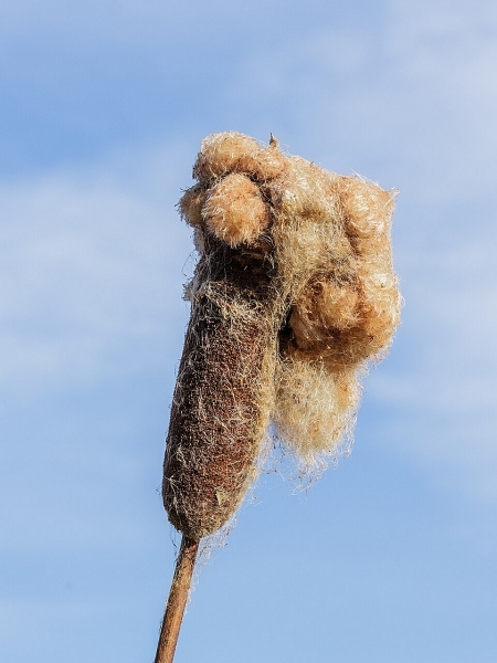 Image of Typha latifolia